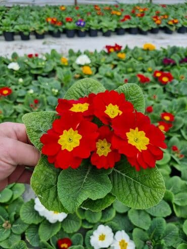 qızıl gül buketi: Gullerin satişi — 14