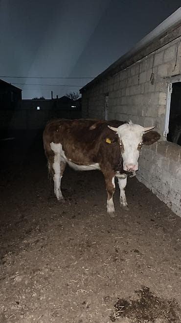 Atlar: Mal-qara satışı – erkək və dişi danalar Təsvir: - Təsərrüfatdan — 7