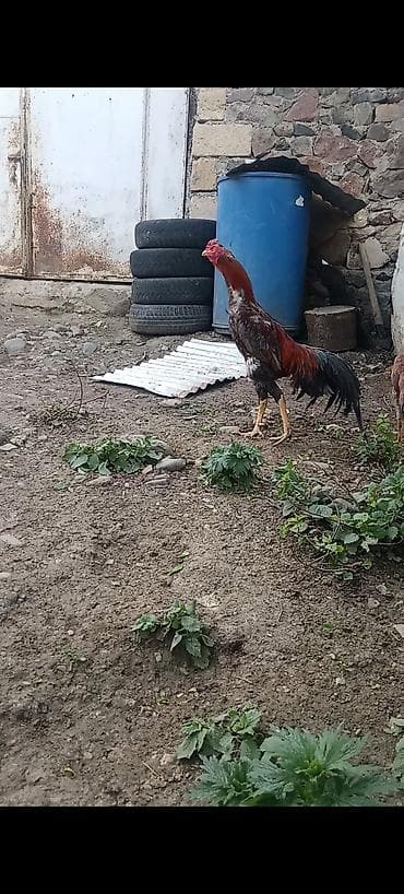 heyreti gence: Cins şamo 1 yaw 6 aylıq çox hündür boyu gözəlliyi var doyuwu də — 3