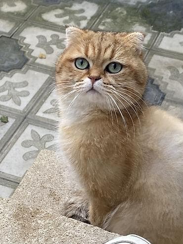 col pisiyi: Qızıl şinşilla, Erkək, Cütləşmə üçün — 2
