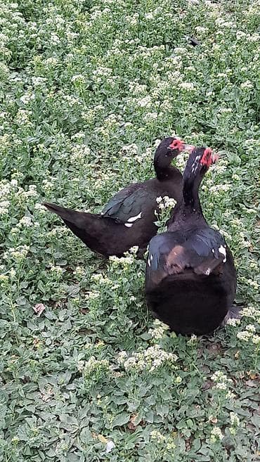 bala tutuquşu: Erkək, Damazlıq, Pulsuz çatdırılma — 7
