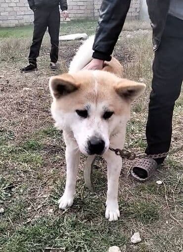 Gəmiricilər: Akita-inu, 8 ay, Dişi — 4