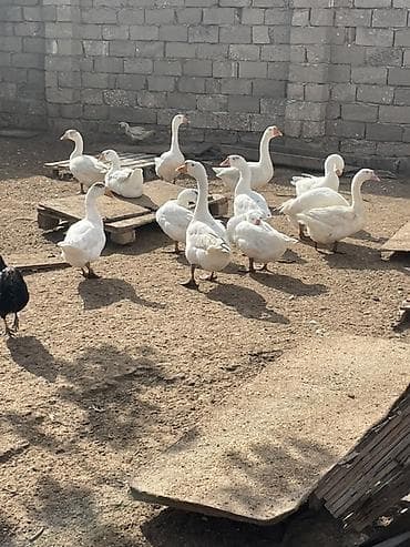 Uşaq velosipedləri: Şəhər velosipedi 28" — 3