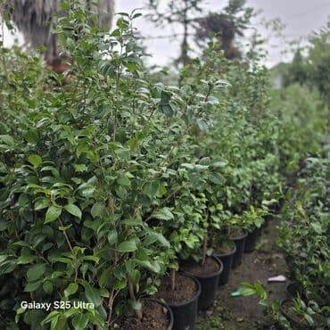 sabun gül buketi: Kameliya qarişiq rənglər — 5