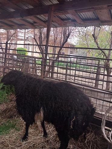 cins itlerin satisi: Erkək, il: 2, Damazlıq — 2