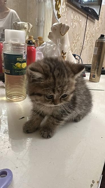 pisik qumu: - Növ: Pişik balası (uzun tüklü, yastı sifətli tip) - Rəng — 3