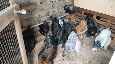 cins toyuqlar: Toyuq, Brama, Damazlıq, Ünvandan götürmə, Ödənişli çatdırılma — 2