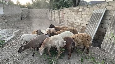 heyvanlarin sekilleri: Erkək, il: 8, 33 kq, Damazlıq, Ətlik, Ödənişli çatdırılma — 4