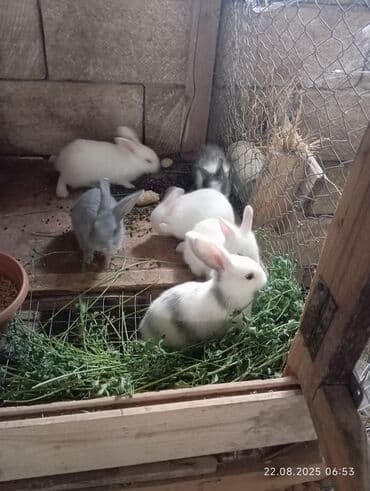 en iri it cinsi: Satılır: Ev şəraitində bəslənmiş balaca dovşanlar 5 eded qalib — 1