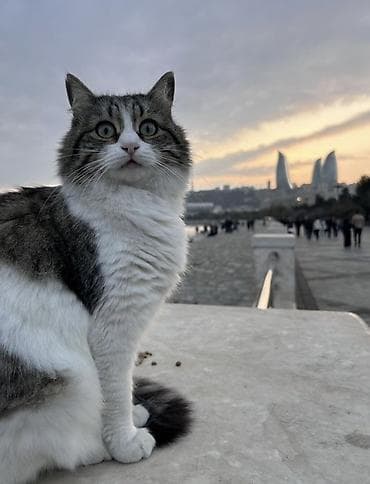 Ev pişiklərinin saxlanılması baxılması Sizin vaxtınız olmadıqda biz lalafo.az -da Ev pişiklərinin saxlanılması baxılması Sizin vaxtınız olmadıqda biz