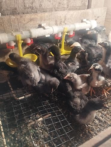 boz dovşan: Toyuq, Australorp, Damazlıq, Ünvandan götürmə — 3