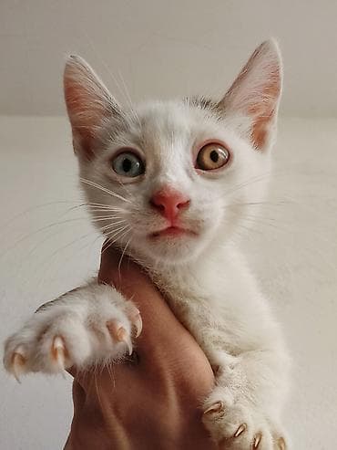 Ağ rəngli, heteroxromiyalı (iki fərqli rəngli göz) balaca pişik. Van