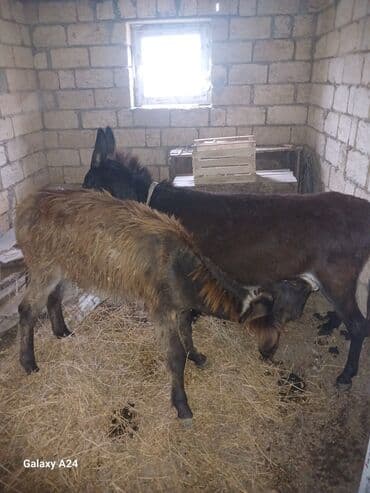 eşşək şəkilləri: -Essey sutu satlr 1stekani 20azn — 1