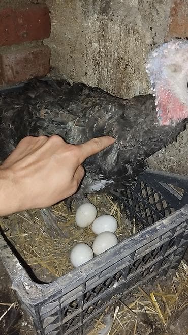 gence quşlar: Kürt hinduşkadı altında 4 dənə yumurta var mənə lazım olmadığı üçün — 1