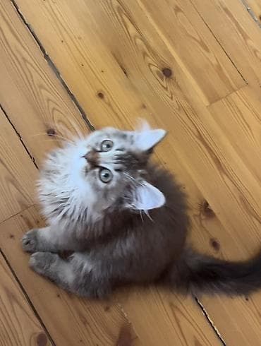 Uzun tüklü biritan boz-qəhvəyi rəngli balaca pişik balası. Yumşaq — 1