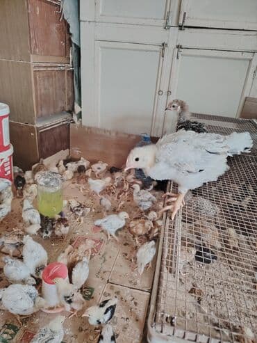 en cox sud veren inekler: Kənd cücələri yerli cücələr 1 ayqlıdılar qiyməti 2.50 çox götürən — 1