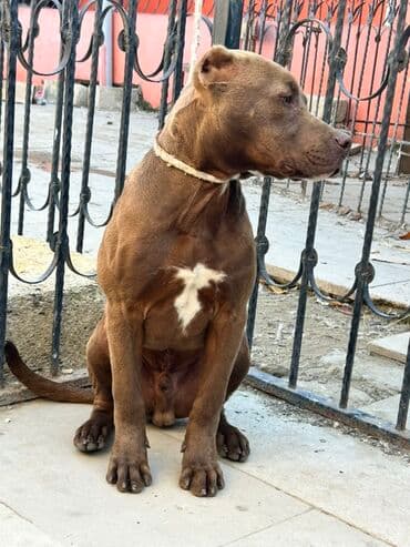 xaski erkek: Pitbul, Erkek — 4