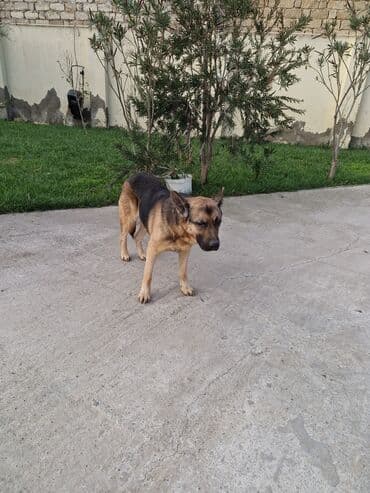 coban isi: Alman çoban iti — 2