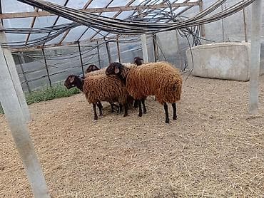 Dişi, Qala, il: 1, 50 kq, Damazlıq, Ünvandan götürmə