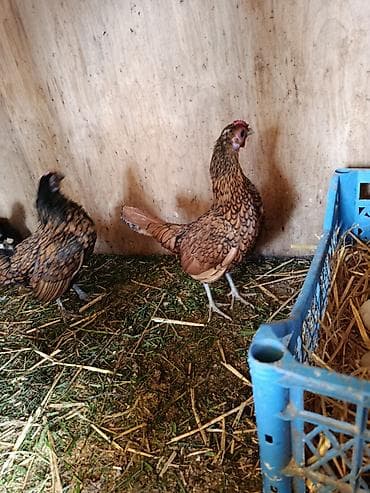 yumurt: Məhsul: Ev toyuğu yumurtaları Təsvir: - Təbii şəraitdə saxlanılan — 4