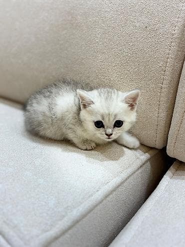 pişik pişik: Şotland yastı qulaq — 7