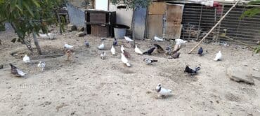 ağ ördək: Məhsul: Ev quşları – müxtəlif cins göyərçinlər Təsvir: - Həyətdə — 3