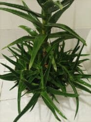 Уличные растения: Aloe vera — 10