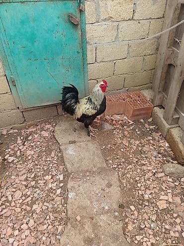 ag xoruz: Təmiz brahma Tam sağlam, hər cür vaksin olunub. Qalan bu bir cütdür — 3