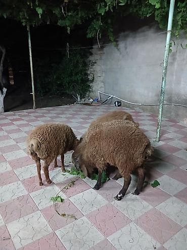 rotwe: 4 baş erkey quzu qiymət 4nə aitdi.Saxlamalı heyvanlardı — 2