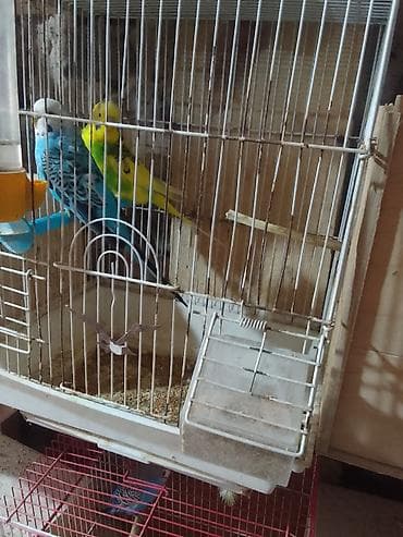 xacmaz heyvan bazari: Qəfəs və şəkil görünənlərlə birgə satılır hazır cüt altında 5 — 5