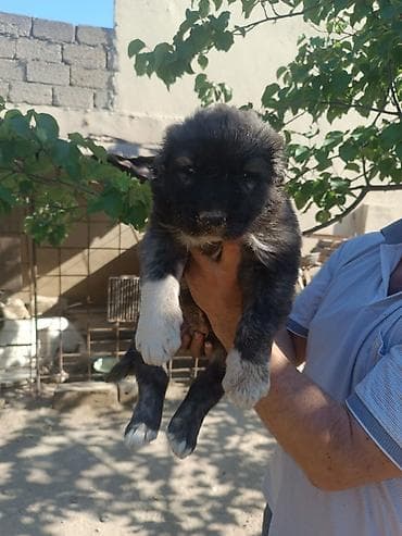 bala it: Qafqaz çoban iti, 2 ay, Erkek, Peyvəndli, Rayonlara çatdırılma — 5
