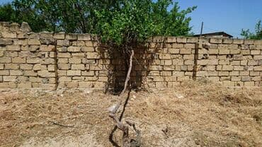 sulutəpə çiçək qəsəbəsi: 12 sot, Tikinti, Makler, Kupça (Çıxarış) — 11