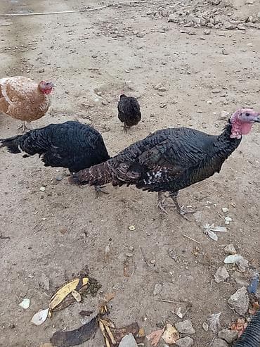 Fətəli xoruzlu kq 15 m ünvan buzovna yerli deyil brozdur Təsvir: - — 7