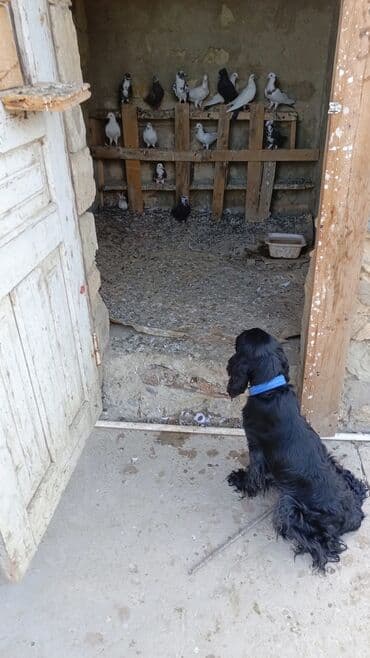 it adları erkek: Təmiz qan spaniel satlır ova aparılmayıb erkeydir 3 yaşında — 1