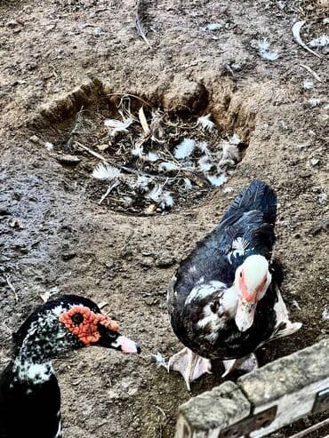qarabağ atı qiyməti: 🦆 🦢 ördək və qaz satılır! ✅ tam sağlam, ev şəraitində bəslənmiş — 5