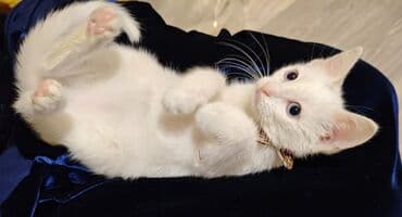 уничтожение блох: Турецкая ангора, Самка, В добрые руки — 3