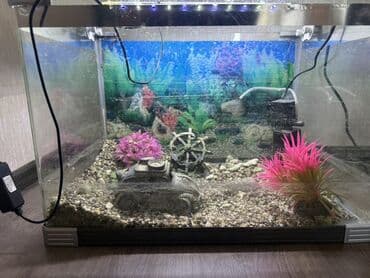 аквариум без рыб: Bu akvaryum evinizdə və ya ofisinizdə sakitləşdirici bir atmosfer — 2