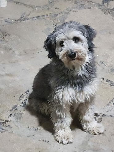 shih tzu stenci: 2 il — 1