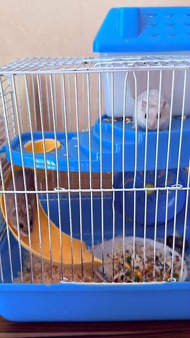qefes: Hamster üçün tam dəst qəfəs Ağ və boz rəngli sevimli xamyaklardır — 5