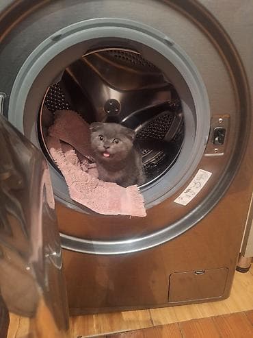 Pişiklər: Şotland yastı qulaq — 9