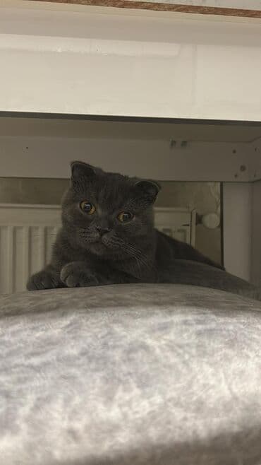 Akvariumlar: Şotland yastı qulaq — 4