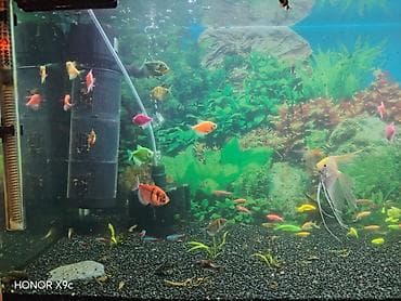 Gəmiricilər: Qiymet şertidir. Baliqlar satilir nov coxdu qiymetler ferqlidir. Qarni — 3