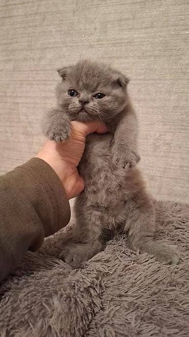 syam pişik: Şotland yastı qulaq — 3