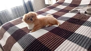 donuz heyvan: Pekines 4 aylıqdı 250 manat erkəkdir qurd dərmanı, peyvend olunub — 1