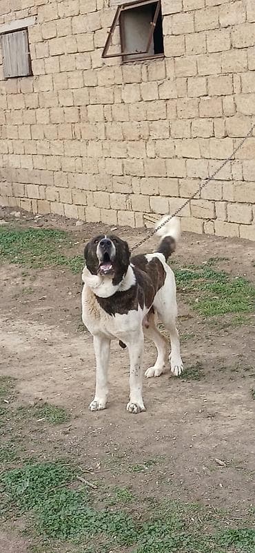 barter itlə: Qurdbasar, 4 il, Dişi — 3