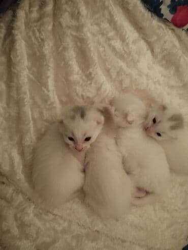 ev itleri satisi: Şotland, Erkək, Dişi, Yaxşı əllərə, Ünvandan götürmə — 2