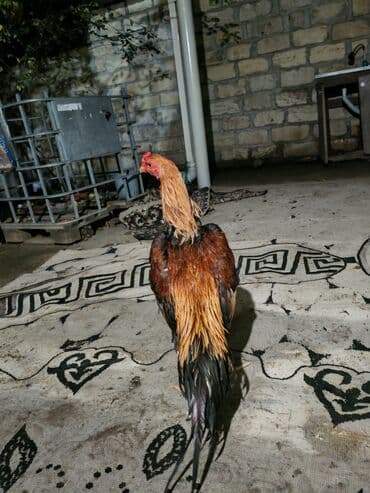 oglan it adlari: Məhsul: Xoruz (uzun quyruqlu, rəngarəng lələklər) Təsvir: - Cinsəxas — 4