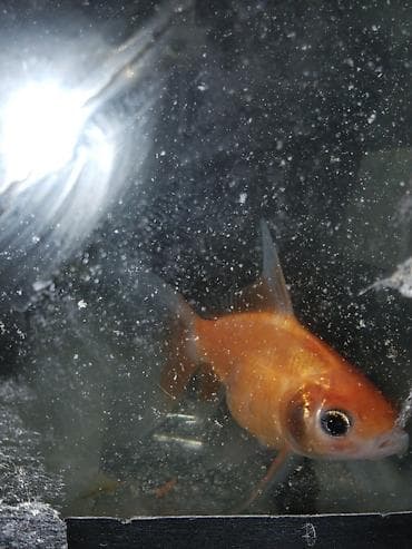 en yaxsi bugda sortu: Qızıl balıq, Sülhsevər — 2