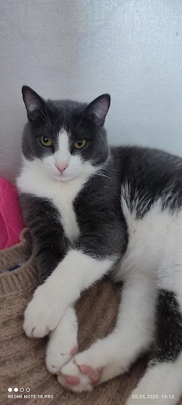 ingilis setteri it cinsi: Erkək, Yaxşı əllərə, Ünvandan götürmə — 3