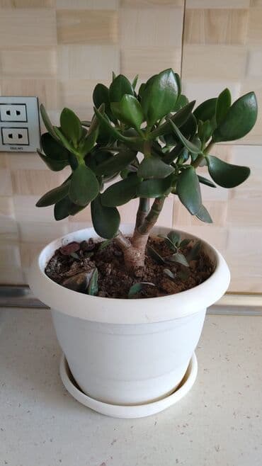 ağacların dərmanlanması: Otaq bitkiləri — 16